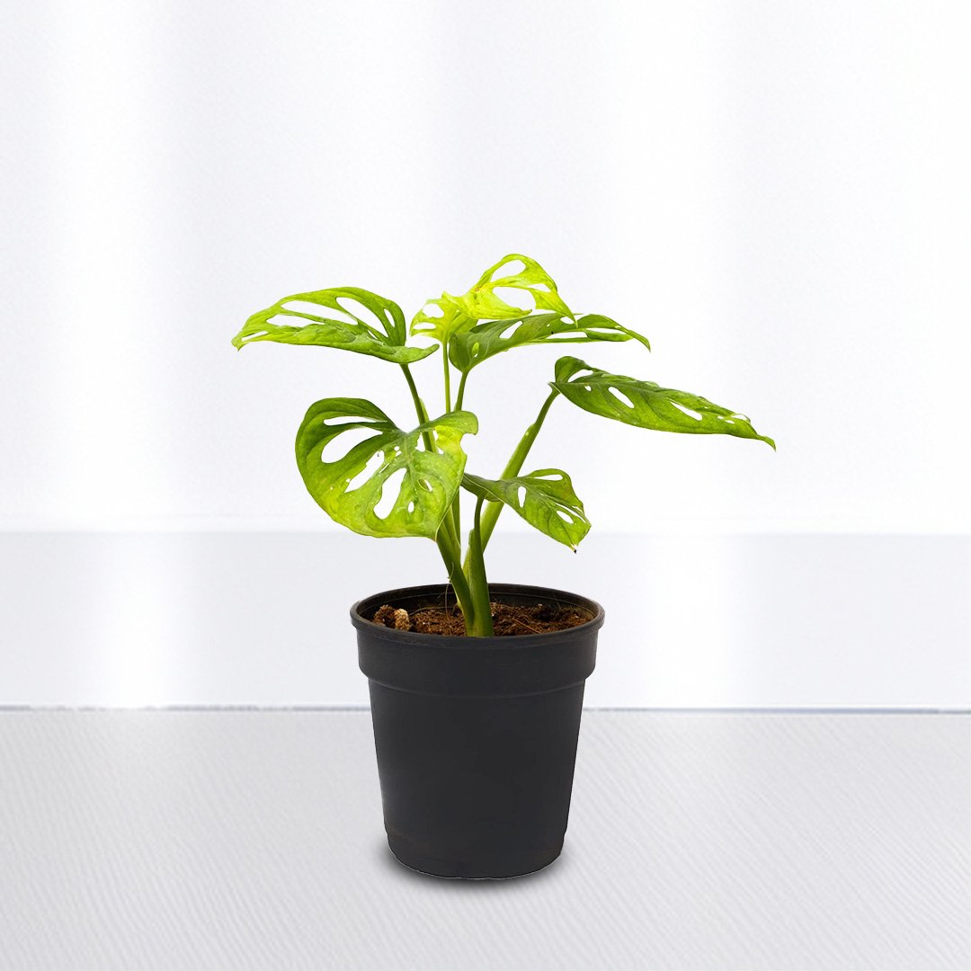 Monstera Adansonii